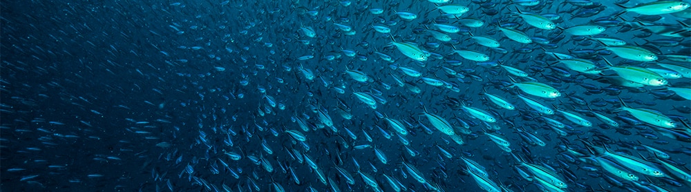 fish stocks shoal of fish in the ocean