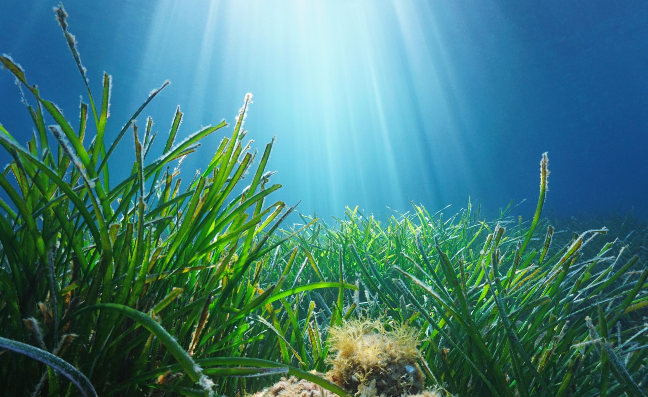 Underwater view of seagrass with rays of light coming from above Underwater view of seagrass with rays of light coming from above