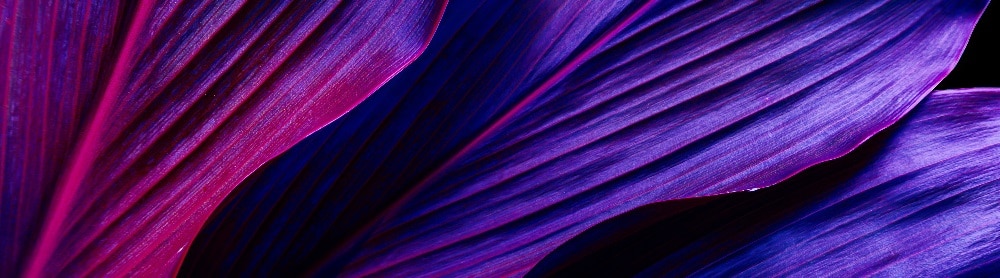 Purple leaf