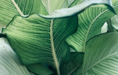 Lush tropical green leaves of the Dumb cane or Dieffenbachia plant