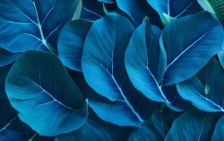 Up close view of blue leaves