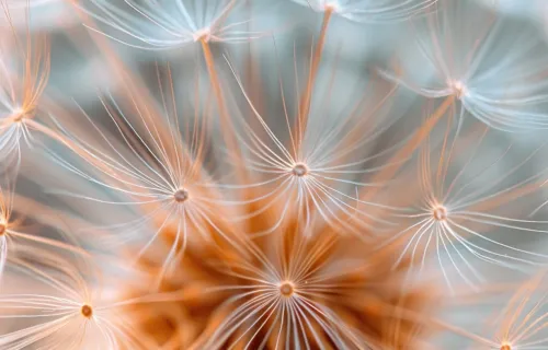 A close-up of a dandelion seed