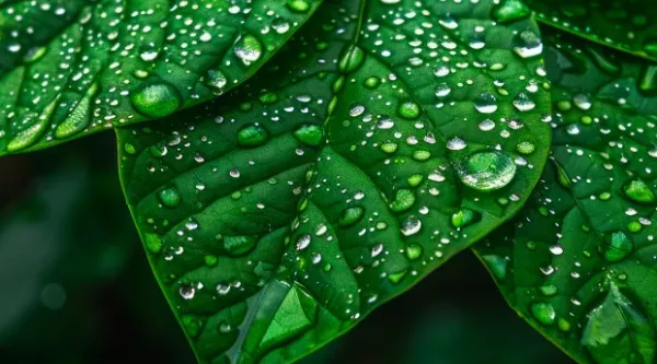 three green leaves with dew representing digital triplet concept