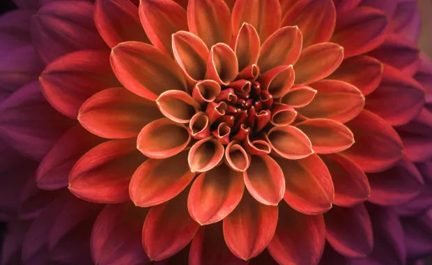 Up close view of a dahlia flower