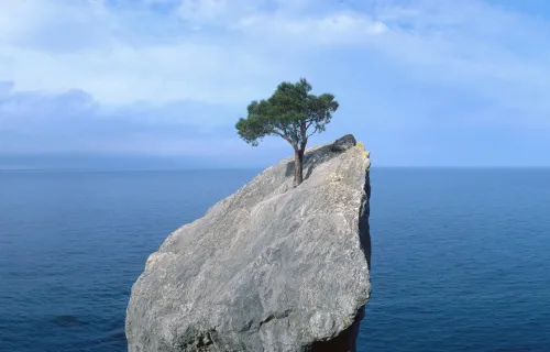 tree growing out of a rock with ocean backdrop